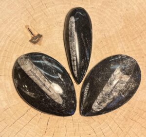 orthoceras